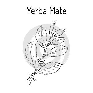 Yerba mate Ilex paraguariensis , medicinal plant