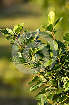 yerba mate plantation