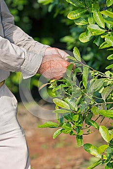 Yerba mate plantation