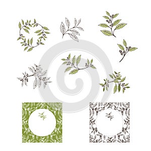 Yerba Mate Tea Leaf and Plant Design Set
