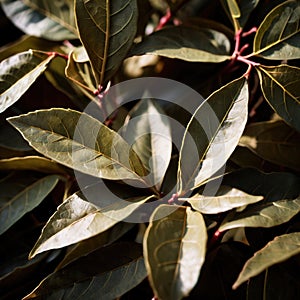 Yerba Mate, traditional herb drink, brewed fresh herbs