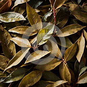 Yerba Mate, traditional herb drink, brewed fresh herbs