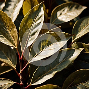 Yerba Mate, traditional herb drink, brewed fresh herbs