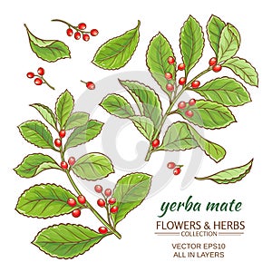 Yerba mate vector set