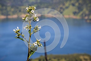 Yerba santa Eriodictyon californicum in bloom, Lake Berryessa in the background, Stebbins Cold Canyon, Napa Valley, California