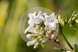 Yerba santa Eriodictyon californicum in bloom, Stebbins Cold Canyon, Napa Valley, California photo