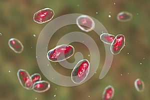 Yersinia pseudotuberculosis bacteria, 3D illustration