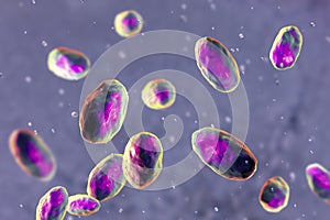 Yersinia pseudotuberculosis bacteria, 3D illustration