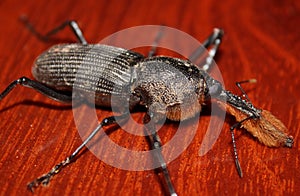 Yes, bearded weevils exist.