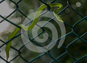 Red tailed bamboo pit viper