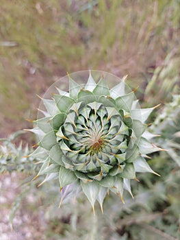 A Yesil, a green thorny flower