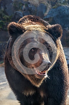 Yeso brown bear Ursus arctos yesoensis. Japan photo