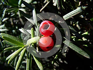 Yew Berries