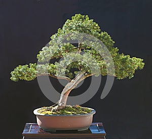 Yew bonsai photo