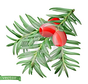 Yew branch, christmas decoration. Taxus tree 3d realistic vector icon