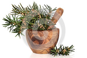 Yew Herb Leaves photo
