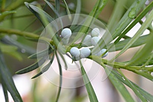 Yew plum pine leaves and berries.