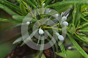 Yew plum pine leaves and berries.