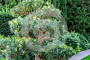 Yew plum pine Podocarpus macrophyllusbonsai shape in park Aivazovsky Partenit, Crimea