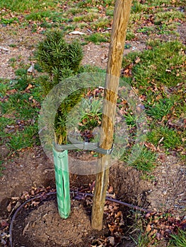 Yew in forest in process of reforesting photo