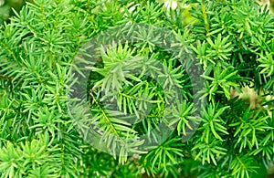 Yew (Taxus baccata)