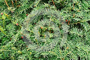 Yew (Taxus baccata) green leaves and red fruit