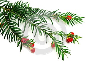 Yew Taxus baccata isolated over white background