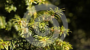 Yew (Taxus baccata) male flowers