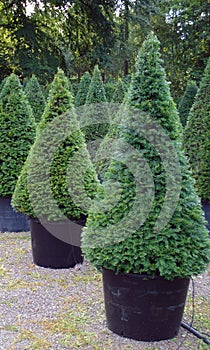 Yew (Taxus baccata) plants