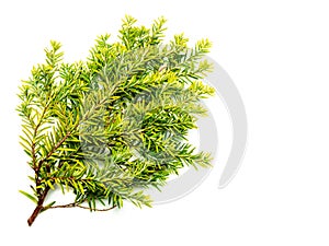 Yew Taxus baccata on white background