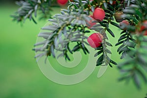 Yew of Taxus brevifolia. Fruit on branch on green background