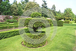 Yew topiary garden