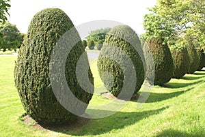 Yew topiary. topiary trees. garden