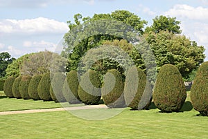 Yew topiary trees in a garden