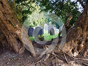 Yew tree, 4000 years old, framing church gravestones.