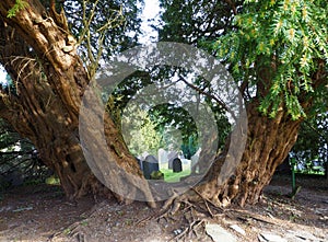 Yew tree, 4000 years old, framing church gravestones.