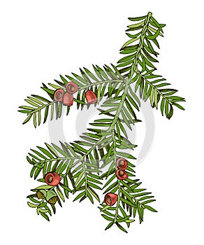 Yew tree branch hand drawn vector