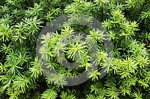 Yew tree. Growing branches with green needles.