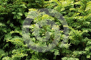 Yew tree. Growing branches with green needles.
