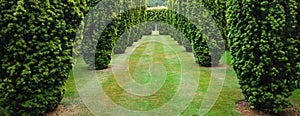 Yew tree lined grass path and arch cut through hedge