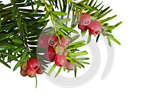 Yew tree with red fruits on a white background photo