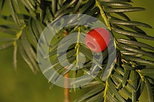 Yew tree, Taxus baccata