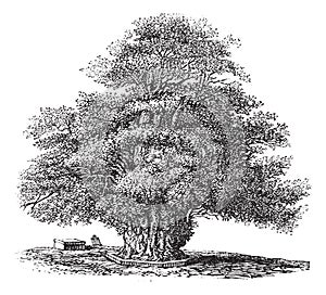 Yew tree or Taxus baccata at St. Helens church in Darley Derbyshire England vintage engraving