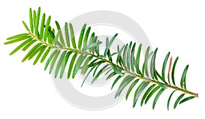 Yew twig on white background photo