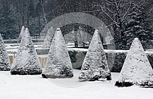 Yews under the snow. France