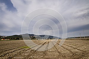Yezreel Valley fields
