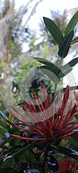 Yhis is a red needle flower