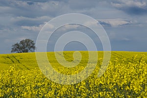 A yield of yellow rapseed flowers