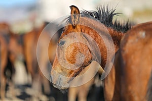 Yilki Horse in Kayseri, Turkey