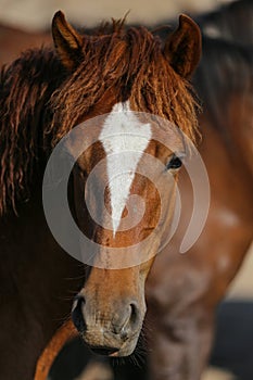 Yilki Horse in Kayseri, Turkey